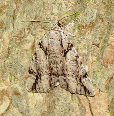 Widow Underwing