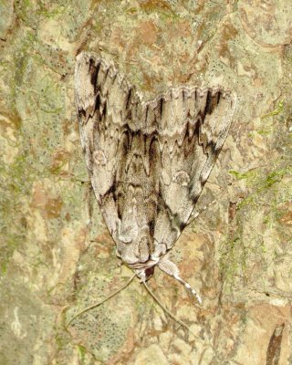 Widow Underwing