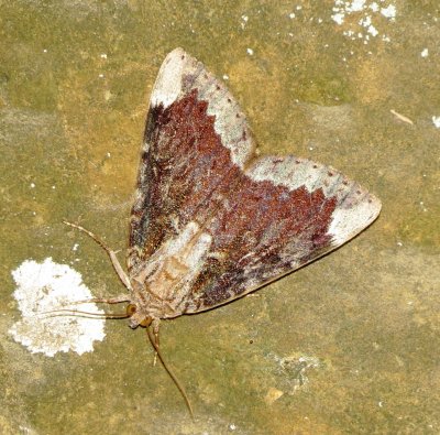 Betrothed Underwing