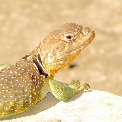 Eastern Collared Lizard