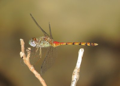 Blue-Faced Meadowhawk