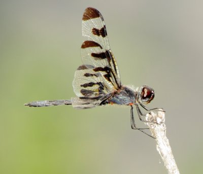 Banded Pennant