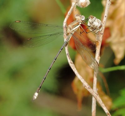 Great Spreadwing