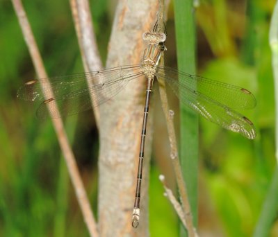 Great Spreadwing