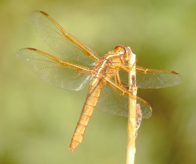 Flame Skimmer