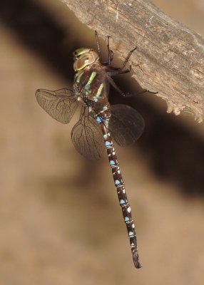 Shadow Darner