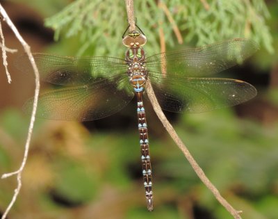 Shadow Darner