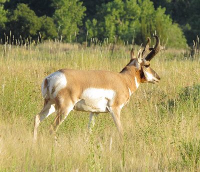 Pronghorn