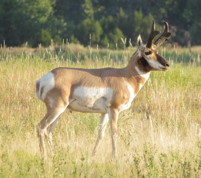Pronghorn