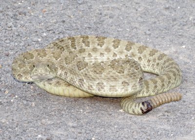 Prairie Rattlesnake
