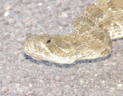 Prairie Rattlesnake