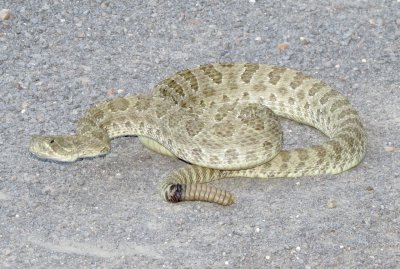 Prairie Rattlesnake