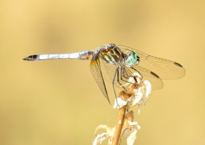Blue Dasher
