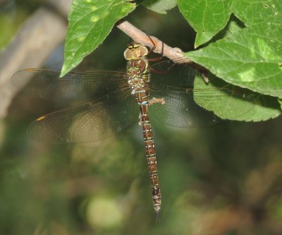 Shadow Darner