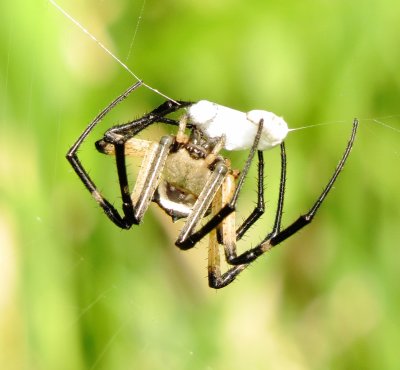 Yellow Garden Spider