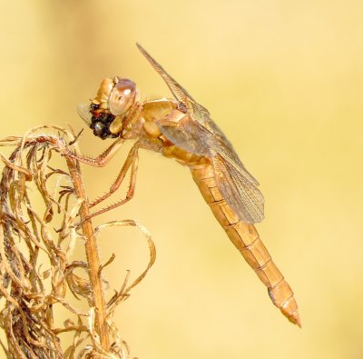 Flame Skimmer