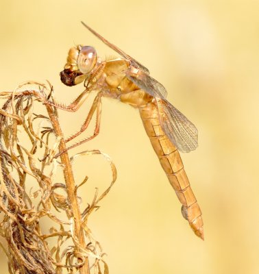 Flame Skimmer