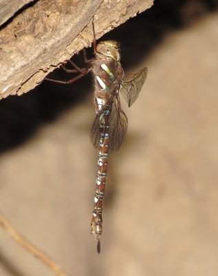 Shadow Darner