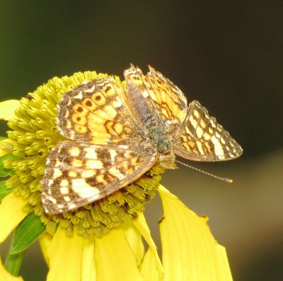 Gorgone Checkerspot