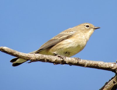 Audubon's Warbler