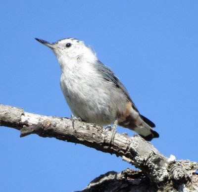 White-Breasted Nuthatch