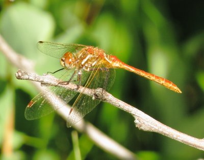 Striped Meadowhawk