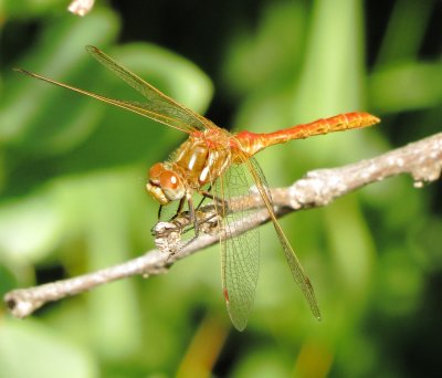 Striped Meadowhawk
