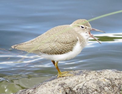 Spotted Sandpiper
