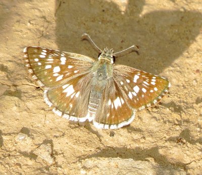 Common Checkered Skipper