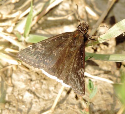 Funereal Duskywing