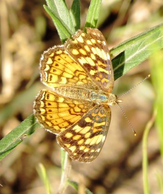 Gorgone Checkerspot