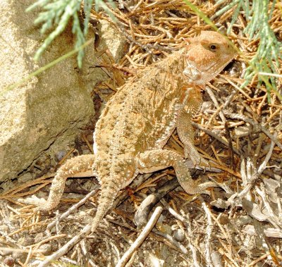 Greater Short-Horned Lizard