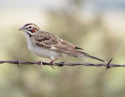 Lark Sparrow