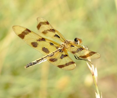 Halloween Pennant