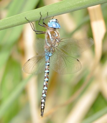 Blue-Eyed Darner