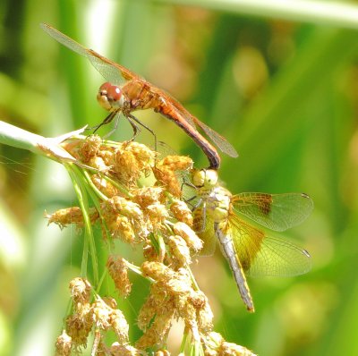Band-Winged Meadowhawk