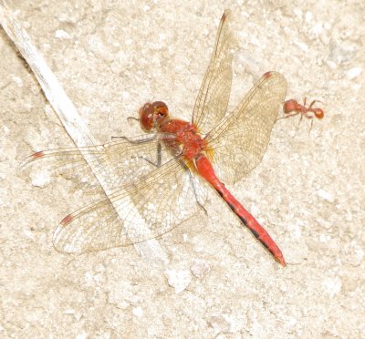 Cherry-Faced Meadowhawk