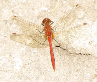 Cherry-Faced Meadowhawk