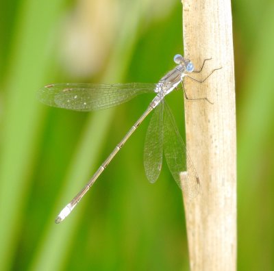 Spotted Spreadwing