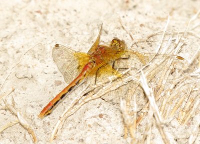 Band-Winged Meadowhawk