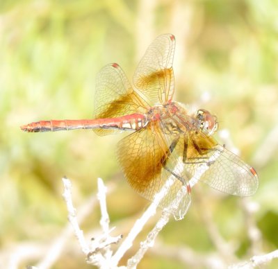 Band-Winged Meadowhawk