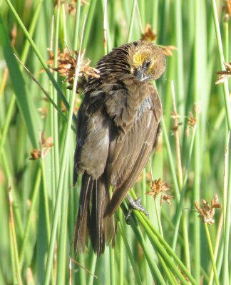 Yellow-Headed Blackbird