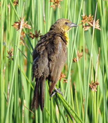 Yellow-Headed Blackbird
