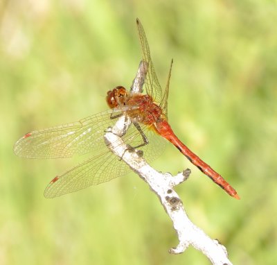 Cherry-Faced Meadowhawk