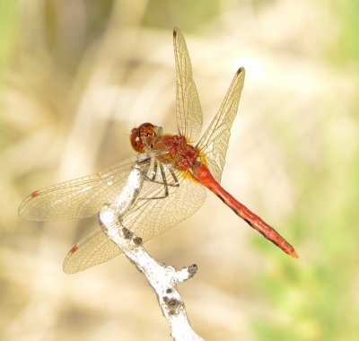 Cherry-Faced Meadowhawk