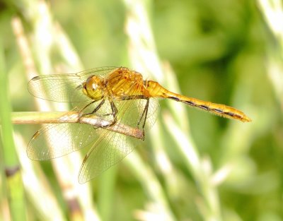 Cherry-Faced Meadowhawk