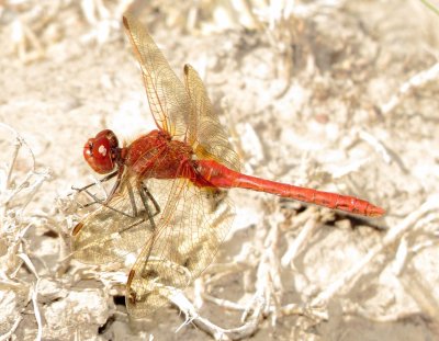 Red-Veined Meadowhawk