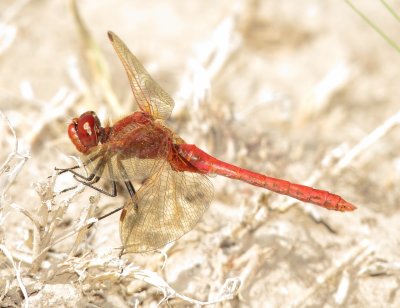 Red-Veined Meadowhawk