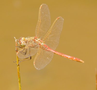 Saffron-Winged Meadowhawk