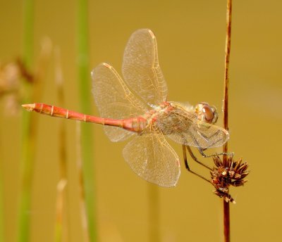 Saffron-Winged Meadowhawk